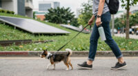 Mars, C40 Cities link pet ownership to urban climate resilience