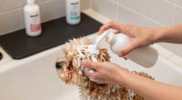 13 Best Pet Shampoos in 2026