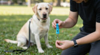 14 Best Dog Training Clickers for Clear, Consistent Cues in 2026