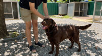Adoptable Pets From Amarillo Animal Management And Welfare; Pet Care In Hot Weather