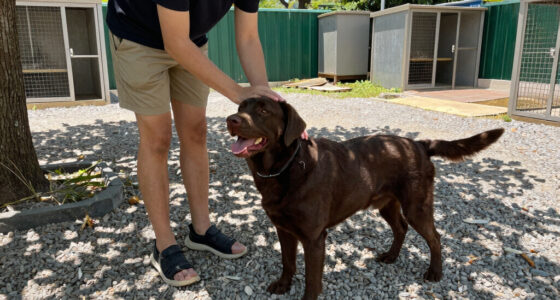 Adoptable Pets From Amarillo Animal Management And Welfare; Pet Care In Hot Weather