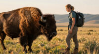 Bison Attack Yellowstone