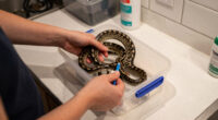 Brentwood Street Pet Snake