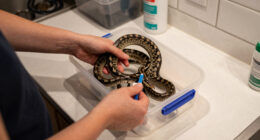Brentwood Street Pet Snake