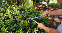 Burmese Python Florida Spread
