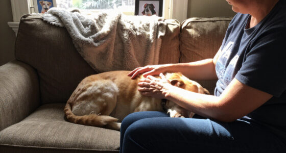 Commentary: The Joy And Heartbreak Of Adopting A Senior Dog - Los Angeles Times