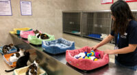 Fort Wayne Animal Care and Control holds cat adoption sale as shelter nears capacity