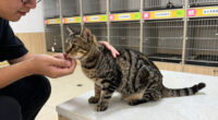 Fort Wayne Animal Care and Control holds cat adoption sale as shelter nears capacity