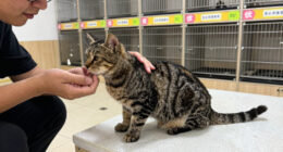 Fort Wayne Animal Care and Control holds cat adoption sale as shelter nears capacity