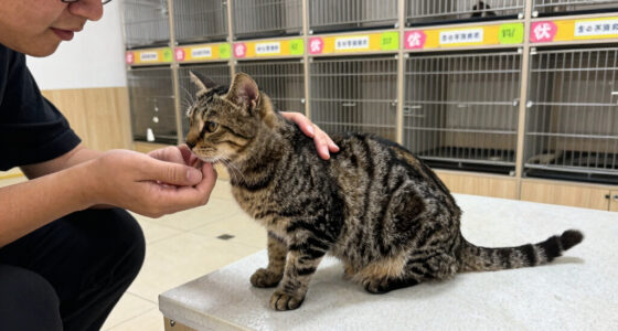 Fort Wayne Animal Care and Control holds cat adoption sale as shelter nears capacity