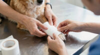 New service fills gap for dogs needing post-surgery care - WBAL-TV