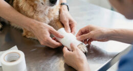 New service fills gap for dogs needing post-surgery care - WBAL-TV