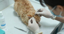 New World Screwworm Pet Safety