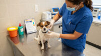 Pop-up Vaccine Clinic Offers Low-cost Pet Care In Duplin County