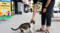 Street Cats Club Lolapalooza Returns Saturday To Support Local Cat Rescue Efforts
