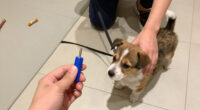 14 Best Puppy Training Clickers in 2026