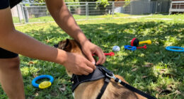 How Fostering Allowed For Rocket’s Safe Landing