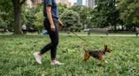 Is Atlanta A Pet-friendly City? These Are Best Cities For Pets In US