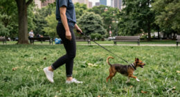 Is Atlanta A Pet-friendly City? These Are Best Cities For Pets In US