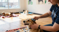 Playgroups Help Dogs Heal At The ASPCA Recovery & Rehabilitation Center