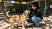 These Pets At Orange County Animal Care Need Homes
