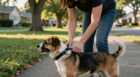 13 Best Dog Training Collars in 2026