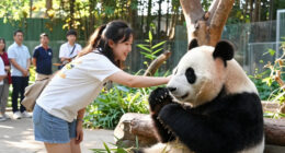 5Th Birthday Party Of Giant Panda Qing Bao Held In Washington, D.C. - Xinhua