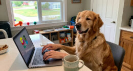 A Dog’s Life: Zillow Identifies Top Pet-Friendly Rental Markets