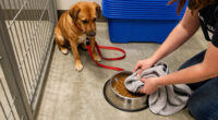Fairfax Animal Shelter, Operating On Reduced Space, Asks Residents To Help Pets Find Homes