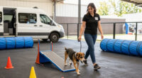 How ZoomPaws Mobile Pet Gym Is Giving SPCA Dogs A Leg Up