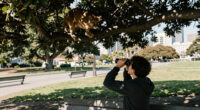 Mountain Lion Believed To Be In Tree In S.F.’s Panhandle; May Be There Overnight - San Francisco Chronicle