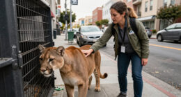 Mountain Lion Captured After Roaming San Francisco Streets - NBC News