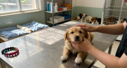 N.J. Pet Care Facility Is Helping Shelter Dogs Find Their Forever Homes