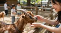 Petting Zoo