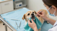 WSAVA Releases New Dental Guidelines
