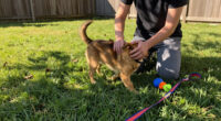 Zuna Wants To Zoom Around The Yard And Into Your Heart