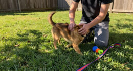 Zuna Wants To Zoom Around The Yard And Into Your Heart