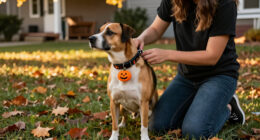 13 Best Halloween Dog Collar Accessories in 2027