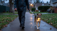 13 Best Reflective Dog Collars for Safer Walks in 2027