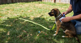 14 Best Dog Obedience Training Tools for Better Everyday Manners in 2027