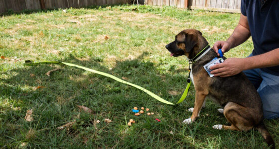 14 Best Dog Obedience Training Tools for Better Everyday Manners in 2027