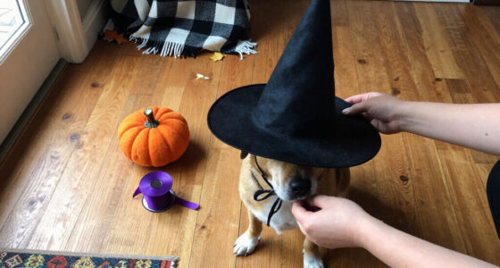 15 Best Halloween Dog Costume Hats for Festive, Wearable Looks in 2027