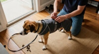 15 Best Male Dog Wraps for Everyday Protection in 2027