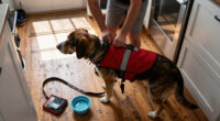 15 Best Service Dog Supplies for Clear Identification and Everyday Use in 2027
