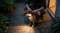 4 Best Dog Headlamps in 2027