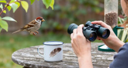 Best Gifts for a Bird Watcher: Backyard and Field Picks They'll Enjoy Using